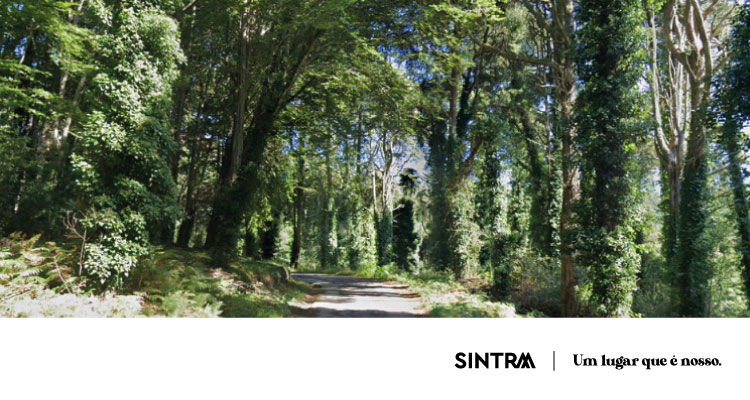 Acesso interdito ao perímetro florestal da Serra de Sintra até 23 de agosto