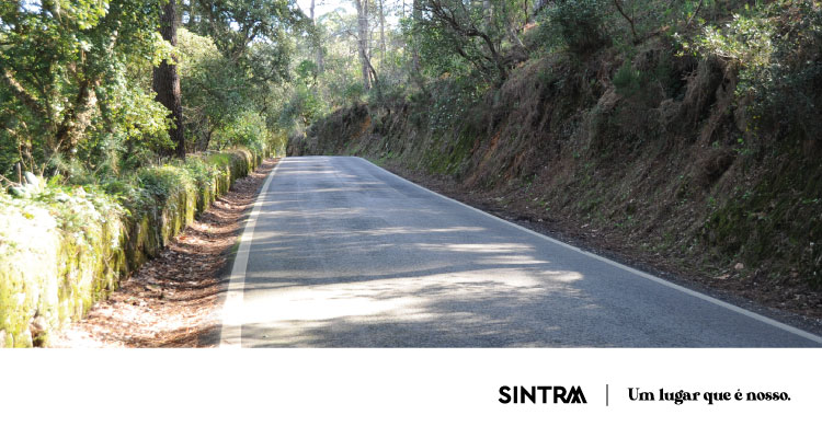 Cancelas de acesso na Serra de Sintra encerradas devido a condições meteorológicas adversas