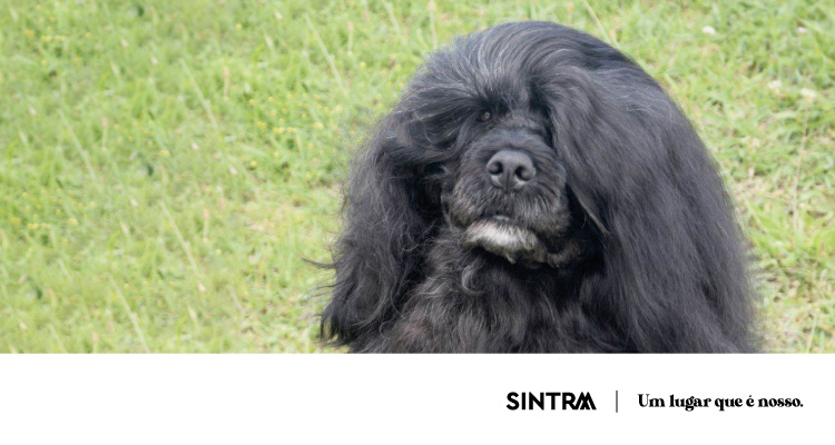 Banner_750x400_Expo_Canina_Sintra-01