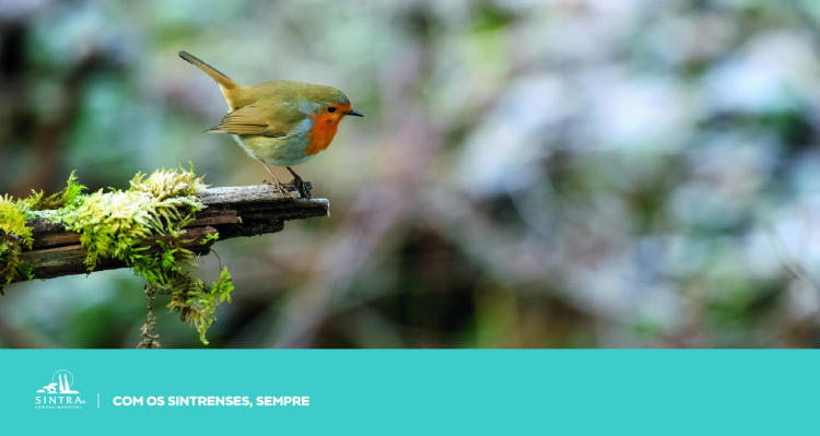 Bibliotecas_Dezembro_Banner_Pisco89